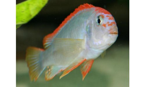 Pseudotropheus red top ndumbi