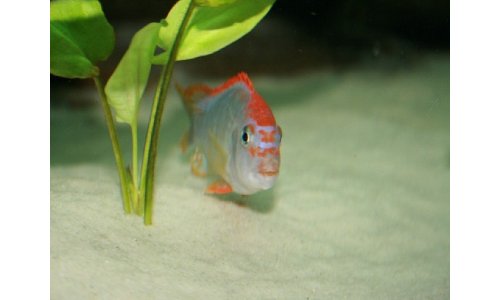 Pseudotropheus red top ndumbi