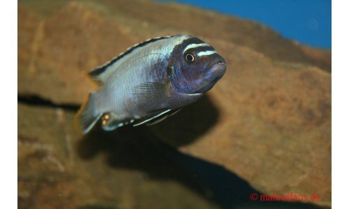 Malawi