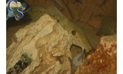 Auchenoglanis tanganicanus