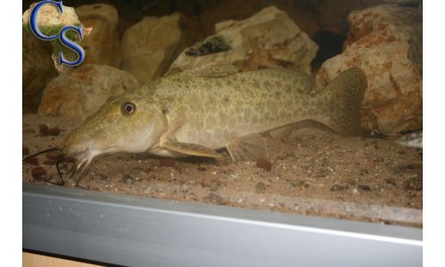 Auchenoglanis tanganicanus
