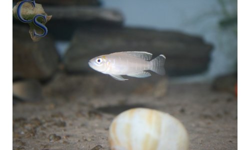 Lamprologus brevis Bangwe