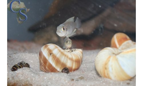 Lamprologus brevis sunspot