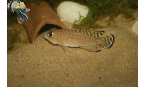 Lamprologus ornatipinnis striped