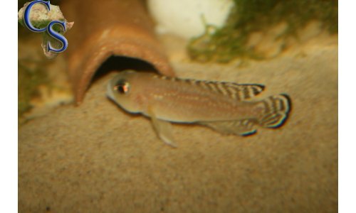 Lamprologus ornatipinnis striped