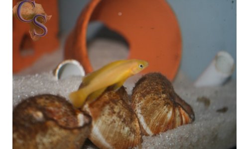 Neolamprologus leleupi flieder