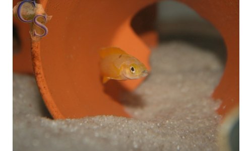 Neolamprologus leleupi flieder