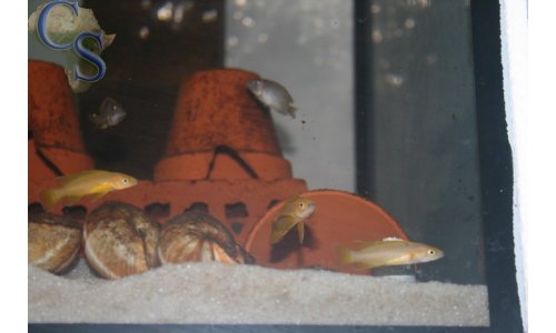 Neolamprologus leleupi flieder