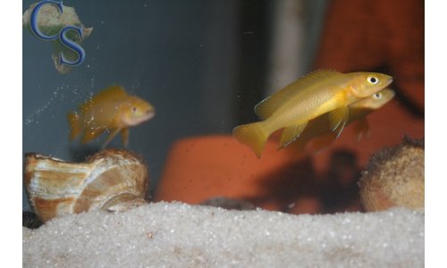 Neolamprologus leleupi flieder