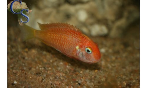 Tropheus caramba red bishop