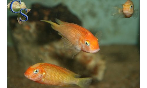 Tropheus caramba red bishop