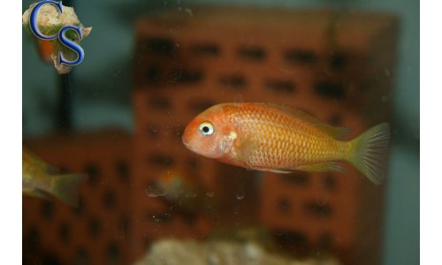 Tropheus caramba red bishop