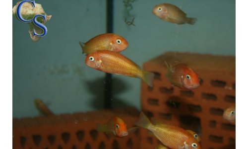 Tropheus caramba red bishop