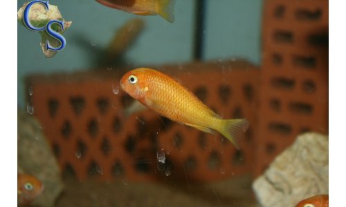 Tanganjika