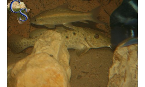 Auchenoglanis tanganicanus