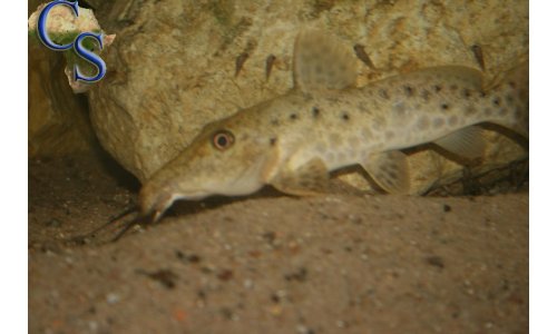 Auchenoglanis tanganicanus