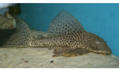 Gibbiceps