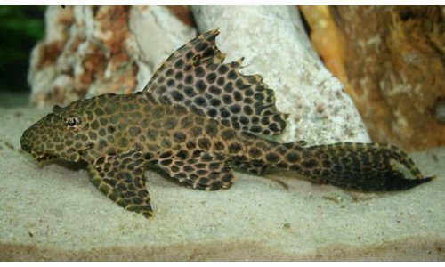Gibbiceps