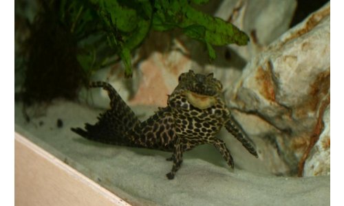 Gibbiceps