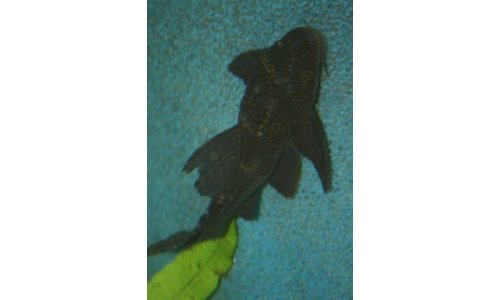 Gibbiceps