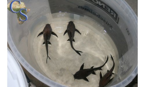 Synodontis granulosus