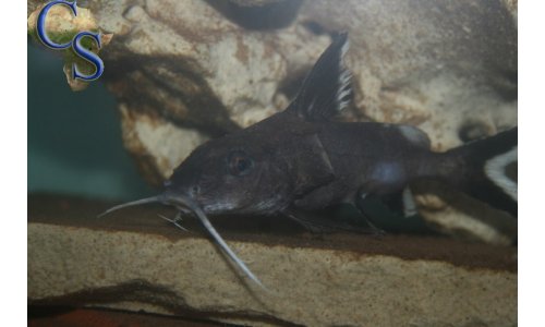 Synodontis granulosus