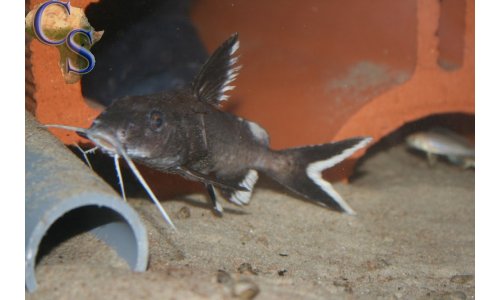 Synodontis granulosus