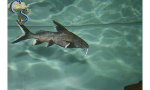 Synodontis granulosus