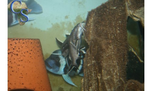 Synodontis granulosus