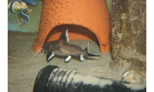 Synodontis granulosus