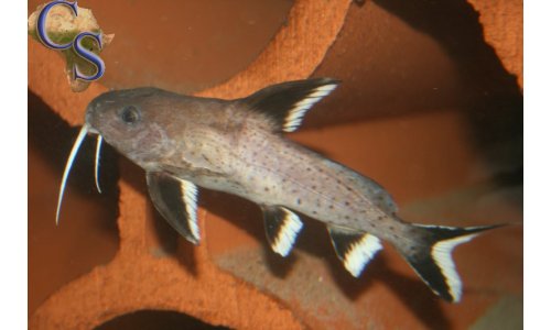 Synodontis granulosus