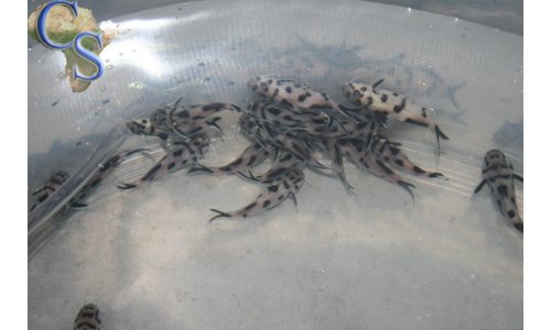 Synodontis polly white