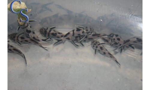 Synodontis polly white