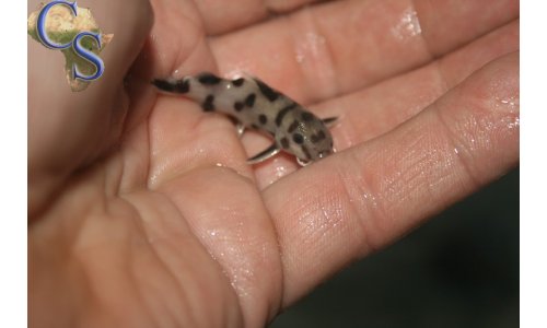 Synodontis polly white