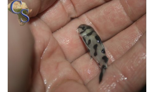 Synodontis polly white