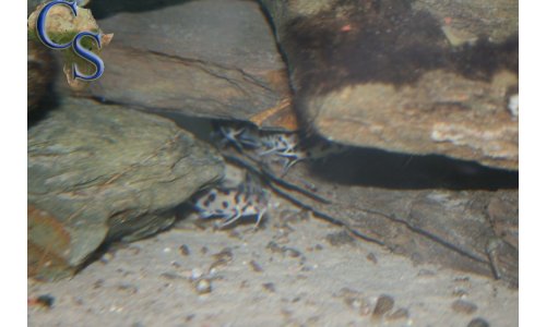 Synodontis polly white
